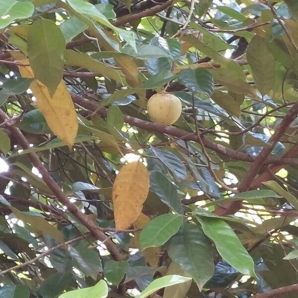 Myristica fragrans Leaf