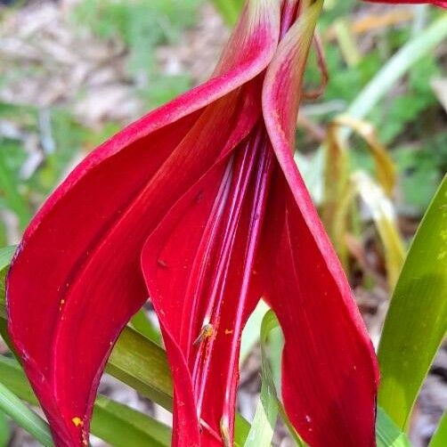 Sprekelia formosissima Cvet