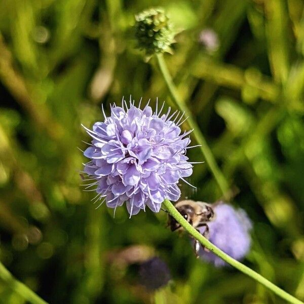 Succisella inflexa Cvet