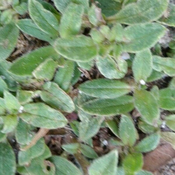 Cerastium semidecandrum Fulla