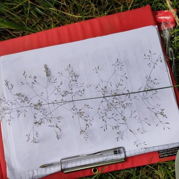 Agrostis capillaris Flower