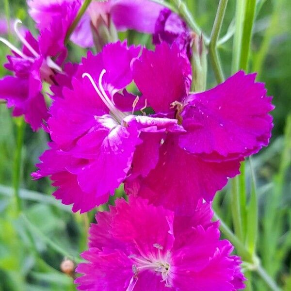 Dianthus carthusianorum Kvet