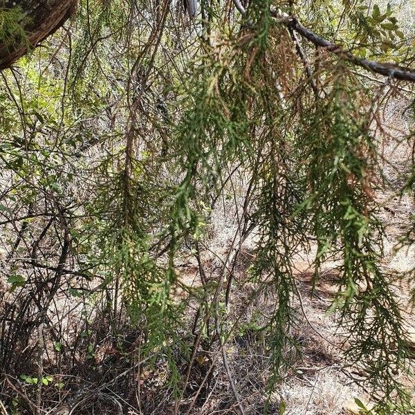 Juniperus procera ᱥᱟᱠᱟᱢ