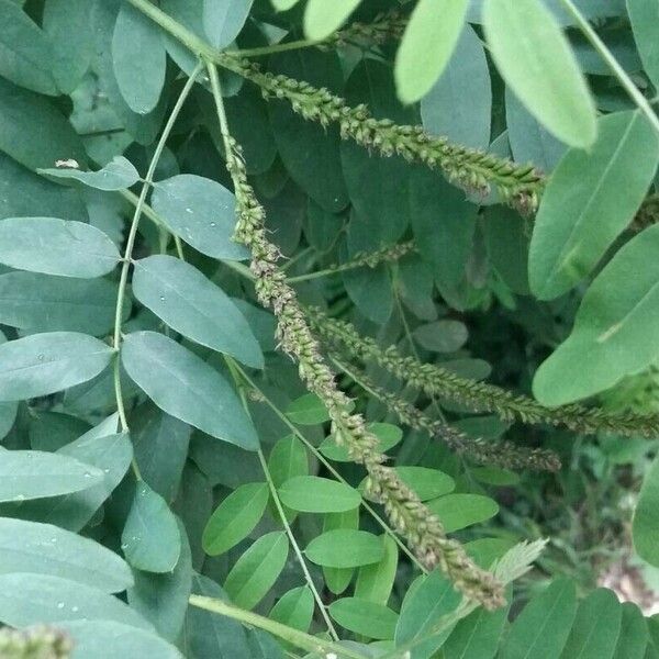 Amorpha fruticosa Плод