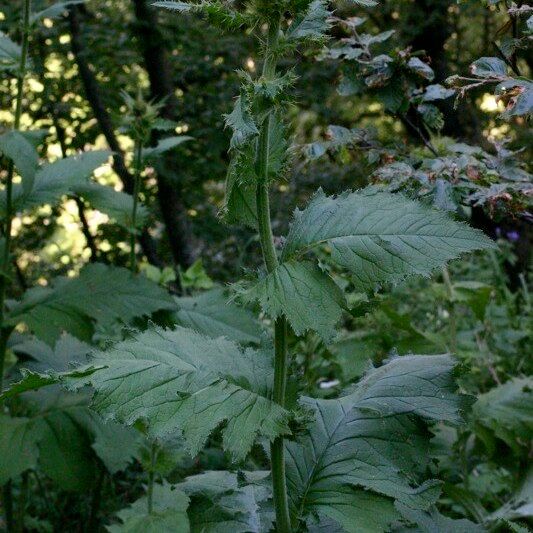 Cirsium carniolicum Habitus