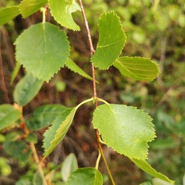 Betula occidentalis पत्ता