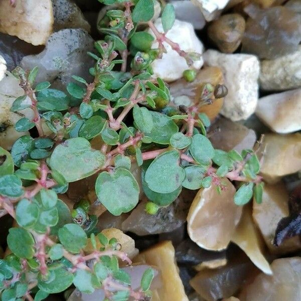 Euphorbia serpens Habitus