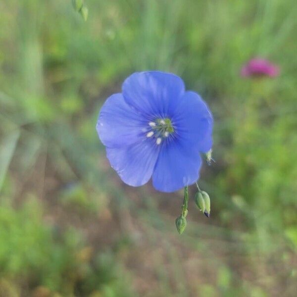 Linum perenne Blodyn