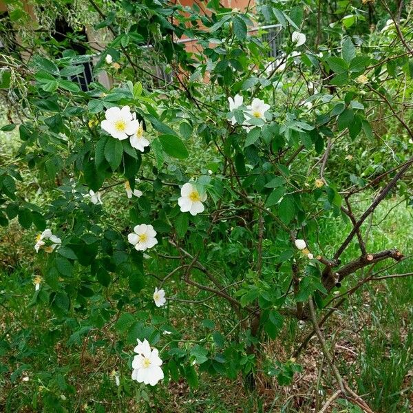 Rosa canina Habit