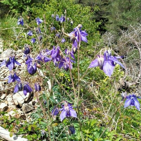 Aquilegia alpina Floro