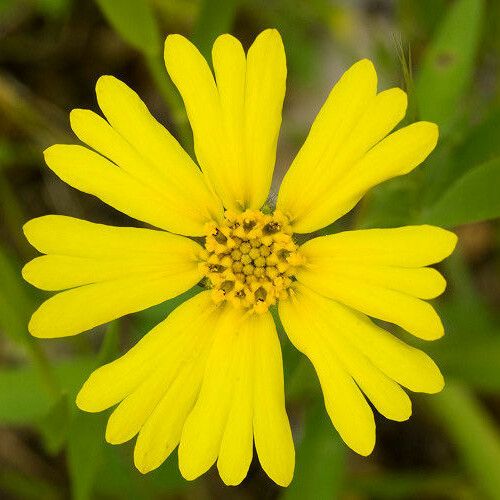 Madia elegans Flower