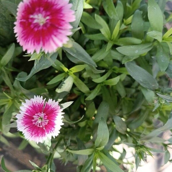 Dianthus chinensis Õis