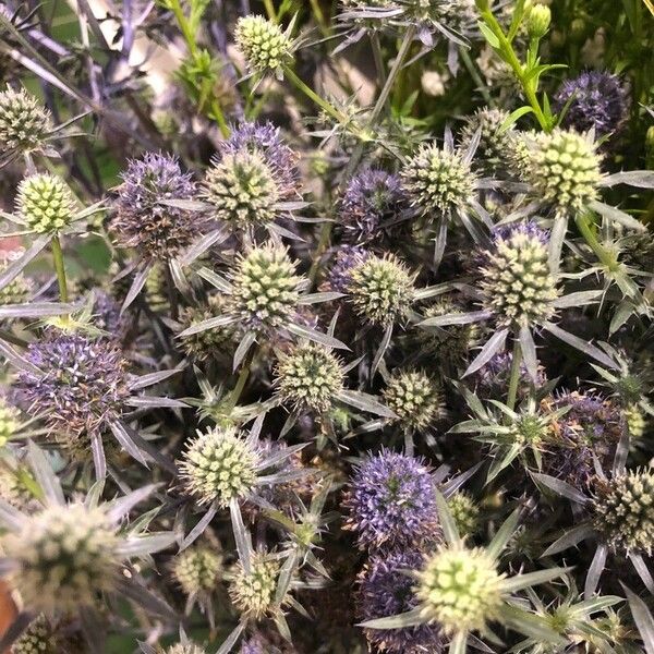 Eryngium planum 花