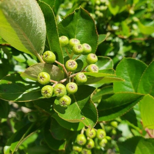 Aronia melanocarpa Φρούτο