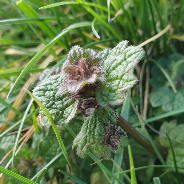 Lamium confertum Leaf