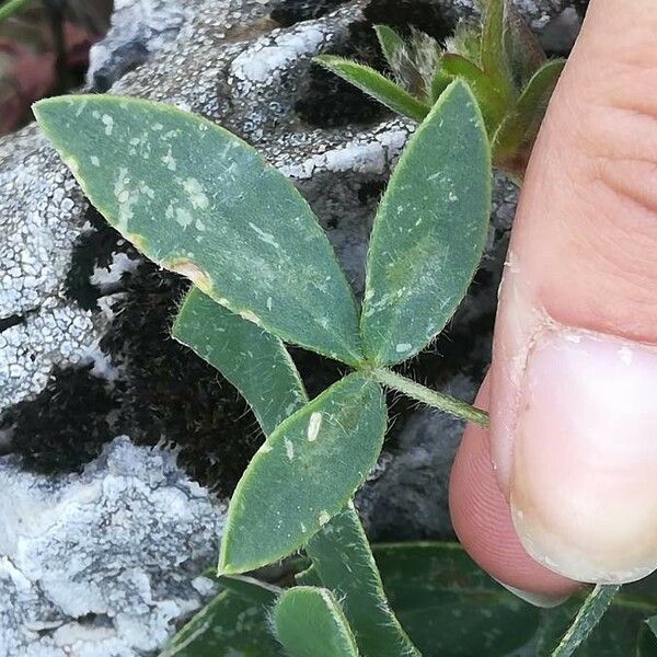 Anthyllis vulneraria 葉