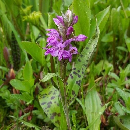 Dactylorhiza majalis Habit