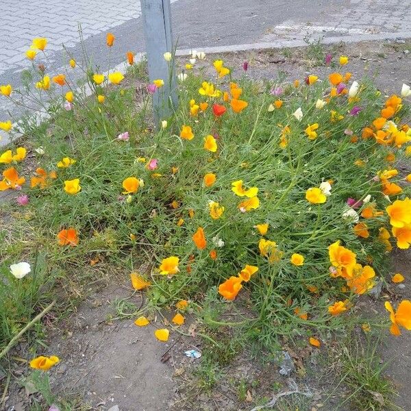 Eschscholzia californica Květ