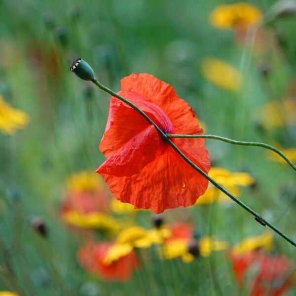 Papaver dubium 花