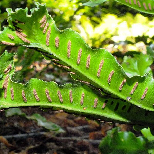 Asplenium scolopendrium Vaisius