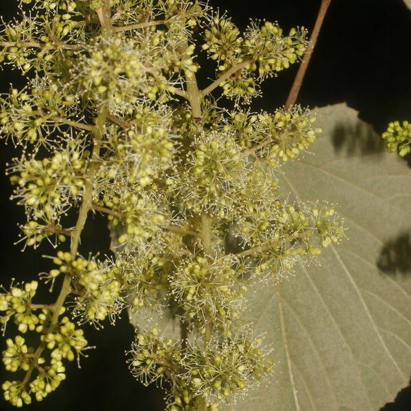 Vitis tiliifolia Alkat (teljes növény)