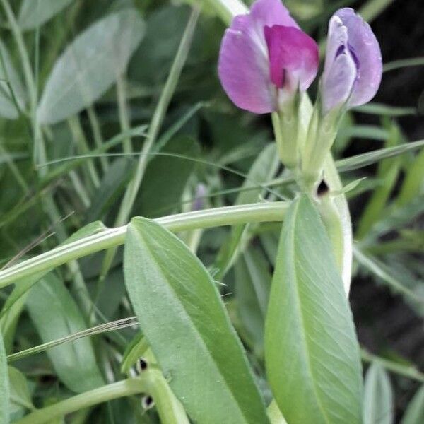 Vicia sativa Flor