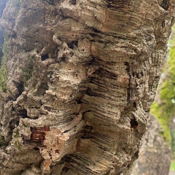 Quercus suber Bark