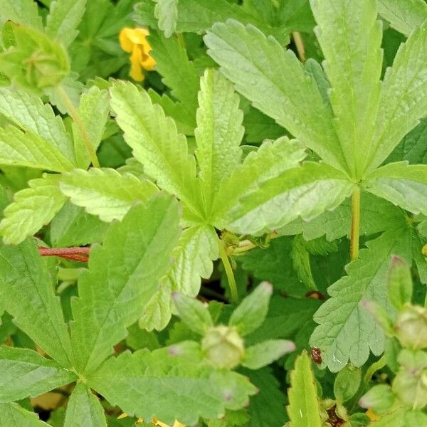 Potentilla reptans Blad