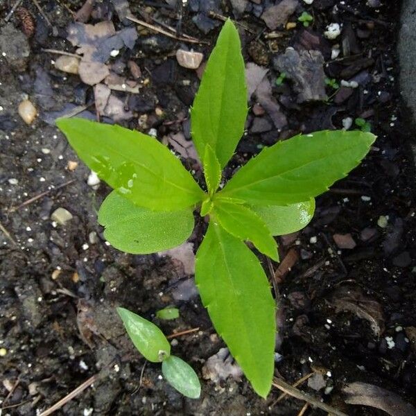 Impatiens aurella Leaf