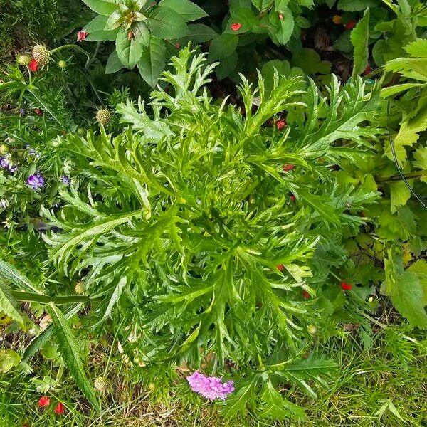 Malva moschata Leaf