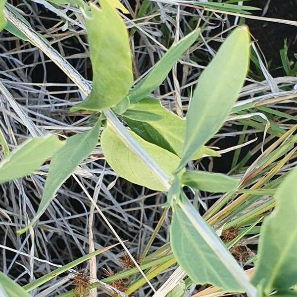 Justicia flava Leaf