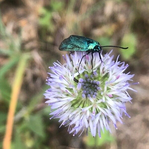 Jasione montana Blomma