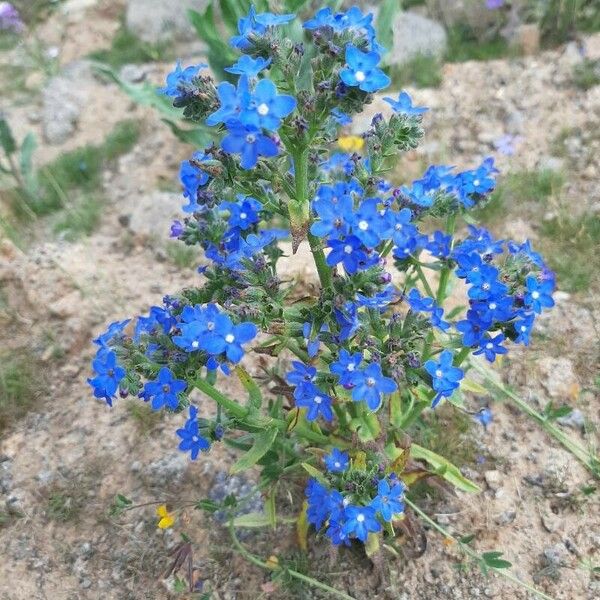 Anchusa officinalis Habitus