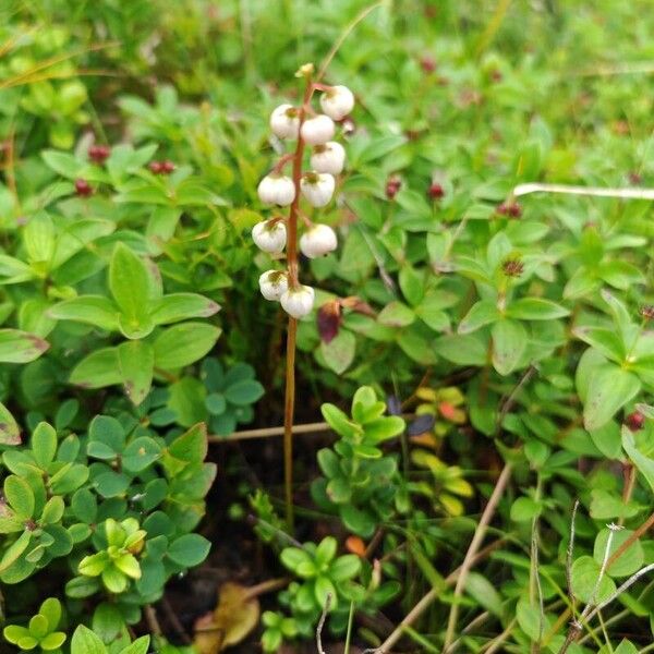 Pyrola minor Flower