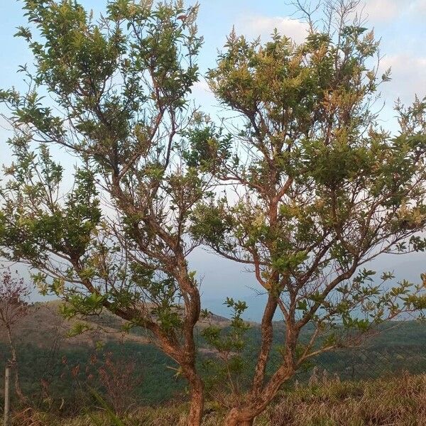 Buddleja asiatica Egyéb