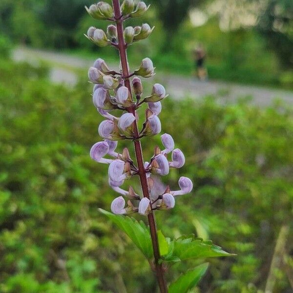 Orthosiphon aristatus Blüte