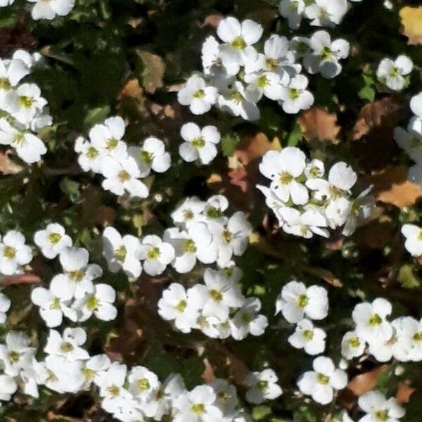 Arabis alpina Blomst