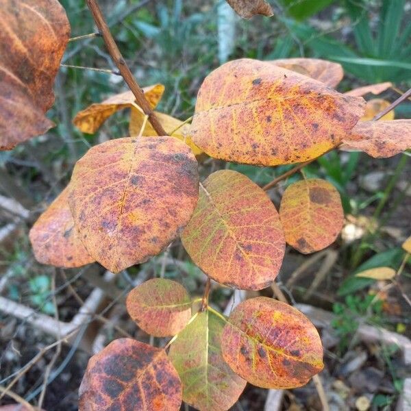 Cotinus obovatus Листок