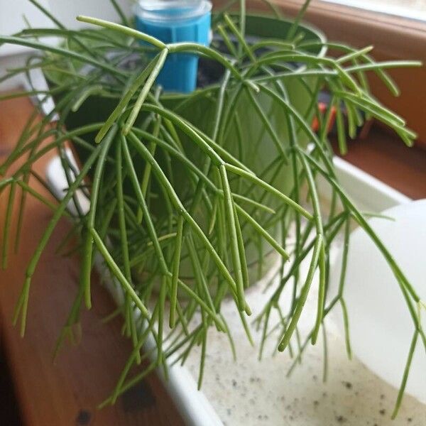 Rhipsalis baccifera ഇല