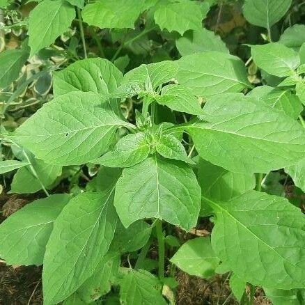 Solanum americanum 葉