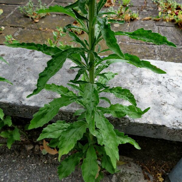 Erigeron canadensis Leaf