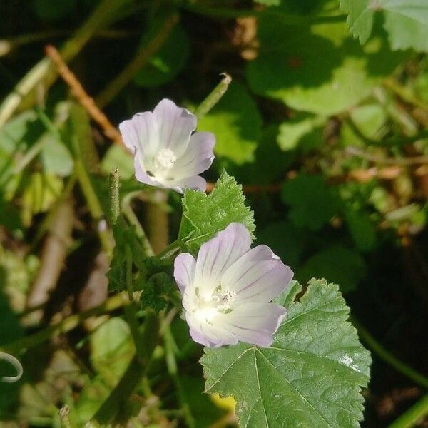 Malva neglecta Flower