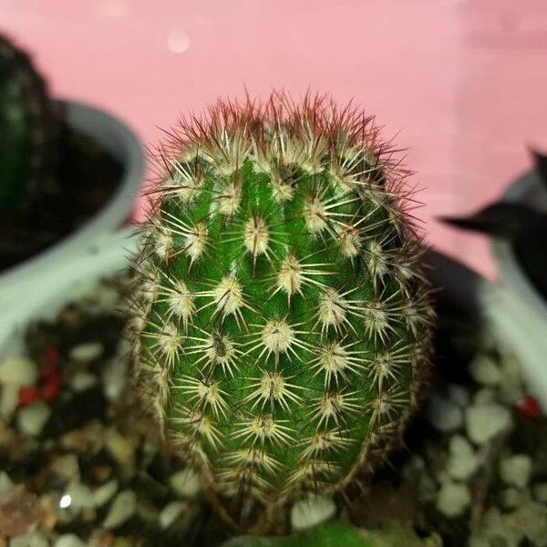 Echinocereus viridiflorus Ŝelo