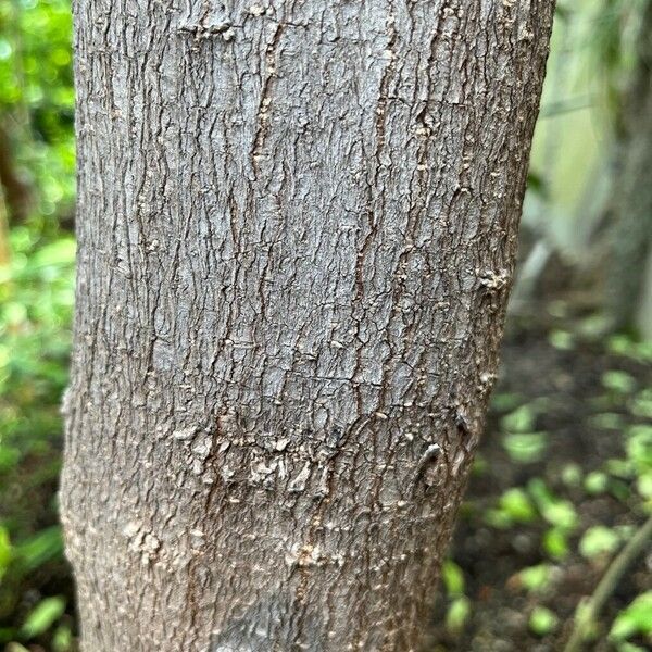 Malpighia glabra Bark