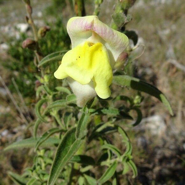 Antirrhinum majus Квітка