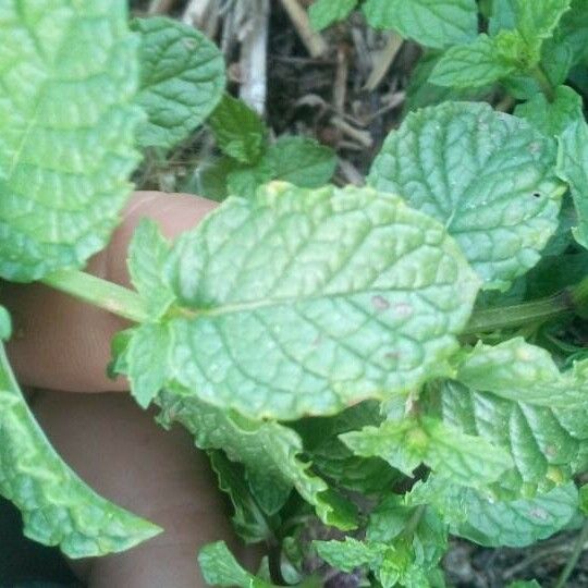 Mentha suaveolens Leaf