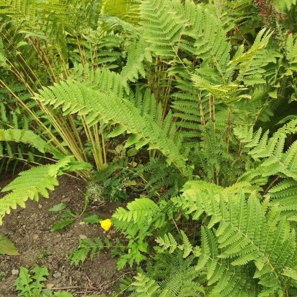 Osmunda claytoniana ᱛᱟᱦᱮᱸ