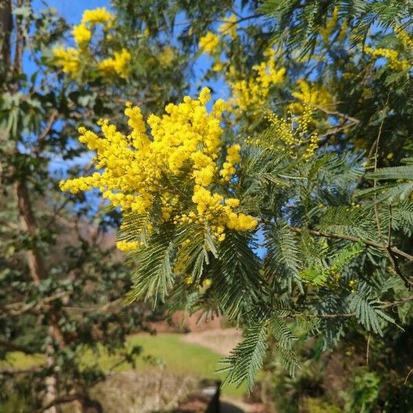 Acacia dealbata Кветка