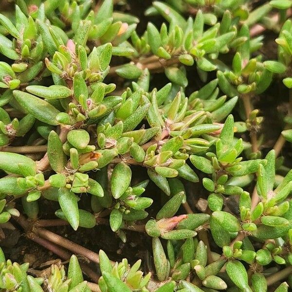 Portulaca foliosa Leaf