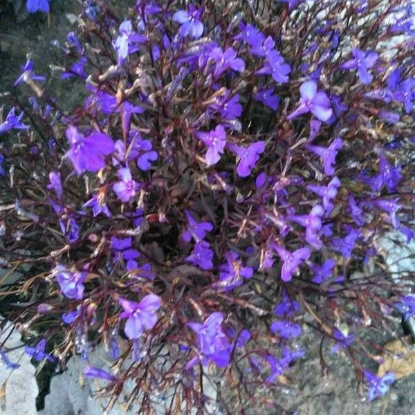 Lobelia erinus Цветок